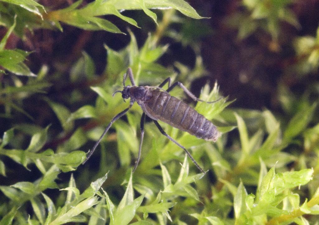 Picture of Eretmoptera murphyi which was introduced from South Georgia and is spreading across Signy Island